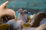 Auckland Island teal | Tētē kākāriki. Adult pair, female on left, male on right showing green iridescence on head. Enderby Island, Auckland Islands, December 2015. Image © Edin Whitehead by Edin Whitehead.