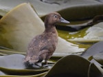 Auckland Island teal | Tētē kākāriki. Adult female. Ewing Island, Auckland Islands, January 2018. Image © Colin Miskelly by Colin Miskelly.