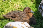 Auckland Island teal | Tētē kākāriki. Adult female and ducklings. Enderby Island, Auckland Islands, January 2018. Image © Mark Lethlean by Mark Lethlean.