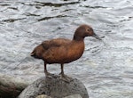 Auckland Island teal | Tētē kākāriki. Adult. Rose Island, Auckland Islands, January 2018. Image © Alan Tennyson by Alan Tennyson.