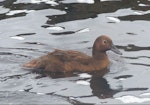 Auckland Island teal | Tētē kākāriki. Adult swimming. Rose Island, Auckland Islands, January 2018. Image © Alan Tennyson by Alan Tennyson.