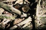 Auckland Island teal | Tētē kākāriki. Adult and chick. Auckland Islands. Image © Department of Conservation ( image ref: 10034212 ) by Murray Williams Department of Conservation.