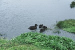 Auckland Island teal | Tētē kākāriki. Female with 3 ducklings. Enderby Island, Auckland Islands, January 1998. Image © Department of Conservation ( image ref: 10064729 ) by Nadine Gibbs Department of Conservation.