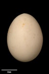 Auckland Island teal | Tētē kākāriki. Egg 61.4 x 45.8 mm (NMNZ OR.025368, collected by Department of Conservation). Mt Bruce Wildlife Reserve, October 1997. Image © Te Papa by Jean-Claude Stahl.