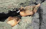 Auckland Island teal | Tētē kākāriki. Adult pair (male on right). Enderby Island, Auckland Islands, January 2022. Image © Geoff Norman by Geoff Norman.