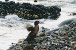 Auckland Island teal | Tētē kākāriki. Adult flapping wings. Enderby Island, Auckland Islands. Image © Department of Conservation ( image ref: 10034270 ) by Murray Williams Department of Conservation.