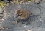 Auckland Island teal | Tētē kākāriki. Duckling. Enderby Island, Auckland Islands, January 2018. Image © Alan Tennyson by Alan Tennyson.