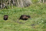 Auckland Island teal | Tētē kākāriki. Pair foraging. Enderby Island, Auckland Islands, November 2011. Image © Detlef Davies by Detlef Davies.