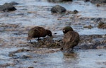 Auckland Island teal | Tētē kākāriki. Rear view of pair feeding in intertidal zone. Enderby Island, Auckland Islands, November 2011. Image © Sonja Ross by Sonja Ross.