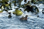 Auckland Island teal | Tētē kākāriki. Adult. Ewing Island, Auckland Islands, November 1989. Image © Department of Conservation ( image ref: 10034053) by Peter Moore Department of Conservation.