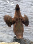 Auckland Island teal | Tētē kākāriki. Adult shaking wings. Rose Island, Auckland Islands, January 2018. Image © Alan Tennyson by Alan Tennyson.