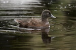 Campbell Island teal. Non-breeding male swimming. Campbell Island, February 2012. Image © David Boyle by David Boyle.