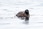 Campbell Island teal. Adult male on water. Campbell Island, December 2014. Image © Douglas Gimesy by Douglas Gimesy.