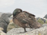 Campbell Island teal. Adult male at rest. Perseverance Harbour, Campbell Island, January 2011. Image © Kyle Morrison by Kyle Morrison.