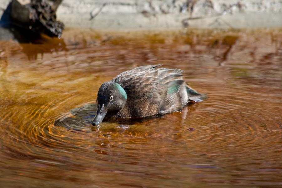 Campbell Island teal. Adult male showing green iridescence on head. Whenua Hou / Codfish Island, March 2008. Image © Department of Conservation ( image ref: 10064728 ) by Josie Beruldsen Department of Conservation.