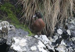 Campbell Island teal. Adult male on rock. Campbell Island, November 2011. Image © Detlef Davies by Detlef Davies.