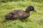 Campbell Island teal. Non-breeding female. Campbell Island, January 2012. Image © David Boyle by David Boyle.