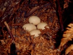 Campbell Island teal. Four eggs in nest. Codfish Island, January 2004. Image © Ingrid Hutzler by Ingrid Hutzler.