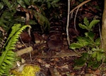 Campbell Island teal. Juvenile in forest at night. Codfish Island, February 2004. Image © Ingrid Hutzler by Ingrid Hutzler.