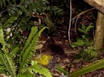 Campbell Island teal. Juvenile in forest at night. Codfish Island, February 2004. Image © Ingrid Hutzler by Ingrid Hutzler.