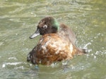 Campbell Island teal. Adult male bathing. Auckland Zoo, January 2012. Image © Alan Tennyson by Alan Tennyson.