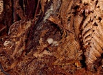 Campbell Island teal. Nest with eggs. Codfish Island, January 2004. Image © Ingrid Hutzler by Ingrid Hutzler.