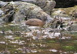 Campbell Island teal. Adult feeding in tidal zone. Perseverance Harbour, Campbell Island, December 2011. Image © Department of Conservation by Rob Wardle.