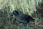 Campbell Island teal. Adult male at night. Mount Bruce Wildlife Centre, August 1984. Image © Department of Conservation ( image ref: 10033299 ) by Rod Morris Department of Conservation.