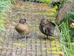 Campbell Island teal. Male (left) and female. Beeman Cove, January 2012. Image © Nicholas Allen by Nicholas Allen.