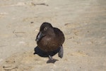 Campbell Island teal. Non-breeding adult standing on beach. Whenua Hou / Codfish Island, February 2011. Image © James Wickham by James Wickham.