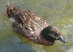 Campbell Island teal. Captive adult showing feather details. Auckland Zoo, January 2012. Image © Alan Tennyson by Alan Tennyson.