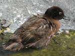 Campbell Island teal. Captive adult showing back. Auckland Zoo, January 2012. Image © Alan Tennyson by Alan Tennyson.