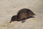 Campbell Island teal. Non-breeding adult probing sand. Whenua Hou / Codfish Island, February 2011. Image © James Wickham by James Wickham.