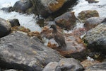 Campbell Island teal. Adult on rocks showing camouflage effect. Northeast Harbour, Campbell Island, January 2005. Image © Matt Charteris by Matt Charteris.