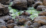 Campbell Island teal. Pair feeding. Campbell Island, November 2011. Image © Sonja Ross by Sonja Ross.