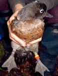 Campbell Island teal. Adult male in the hand. Codfish Island, May 2004. Image © Ingrid Hutzler by Ingrid Hutzler.