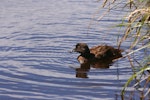 Campbell Island teal. Adult on water. Six Foot Lake, Campbell Island, March 2008. Image © Department of Conservation ( image ref: 10067761 ) by Andrew Maloney Department of Conservation.