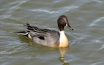 Northern pintail. Adult male. Vancouver, Canada, April 2007. Image © Sarah Jamieson by Sarah Jamieson.