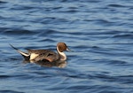 Northern pintail. Adult male in breeding plumage, swimming. Parc du Marquenterre, France, March 2016. Image © Cyril Vathelet by Cyril Vathelet.