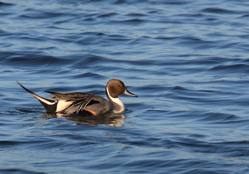 Northern pintail. Adult male in breeding plumage, swimming. Parc du Marquenterre, France, March 2016. Image © Cyril Vathelet by Cyril Vathelet.