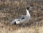 Northern pintail. Male in breeding plumage. Anadyr, Chukotka, May 2008. Image © Sergey Golubev by Sergey Golubev.