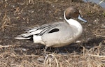 Northern pintail. Male in breeding plumage. Anadyr, Chukotka, May 2008. Image © Sergey Golubev by Sergey Golubev.