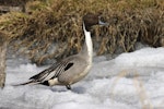 Northern pintail. Male in breeding plumage. Anadyr, Chukotka, May 2008. Image © Sergey Golubev by Sergey Golubev.