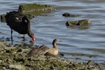 Northern pintail. Adult female wing detail. Tip Lagoon, Invercargill estuary, October 2021. Image © Glenda Rees by Glenda Rees.