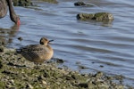 Northern pintail. Female yawning. Tip Lagoon, Invercargill estuary, October 2021. Image © Glenda Rees by Glenda Rees.