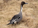 Northern pintail. Male in breeding plumage. Anadyr, Chukotka, May 2008. Image © Sergey Golubev by Sergey Golubev.