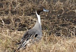 Northern pintail. Male in breeding plumage. Anadyr, Chukotka, May 2008. Image © Sergey Golubev by Sergey Golubev.