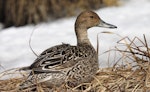 Northern pintail. Adult female. Anadyr, Chukotka, May 2008. Image © Sergey Golubev by Sergey Golubev.