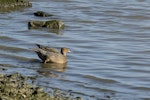 Northern pintail. Female entering water, tail view. Tip Lagoon, Invercargill estuary, October 2021. Image © Glenda Rees by Glenda Rees.