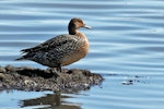 Northern pintail. Female out of water. Pleasure Bay, Invercargill, October 2021. Image © Duncan Watson by Duncan Watson.